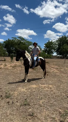 Cavalo