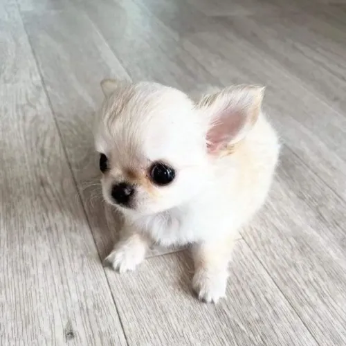 Chihuahua fofo