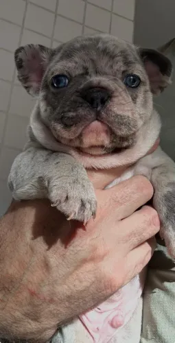 Bulldog Frances -  Ninhada diferenciada