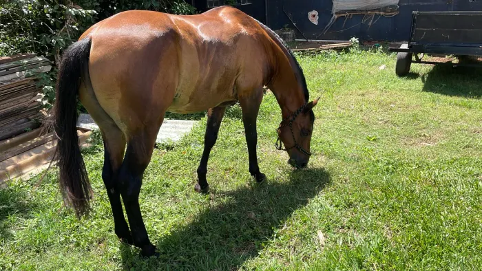 Cavalo quarto de milha 