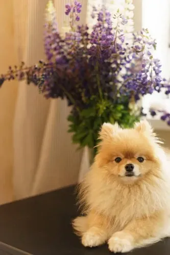 Adoção Lulu da Pomerânia