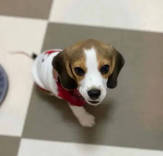 Filhote Beagle, prontos para espalhar amor e alegria na sua vida!