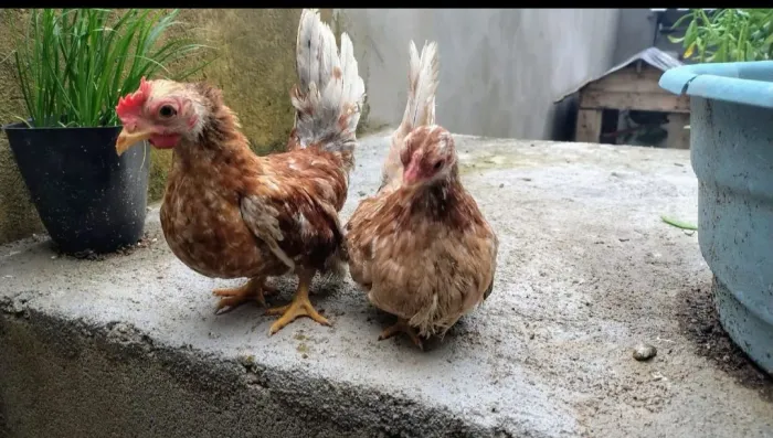 Garnizé Nagasaki - Ovos, Pintinhos e Casais Adultos