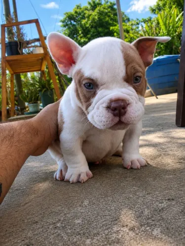 América Bully micro