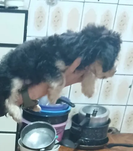 Vende-se cachorro poodle 300 reais com 3 meses desmamado já come ração