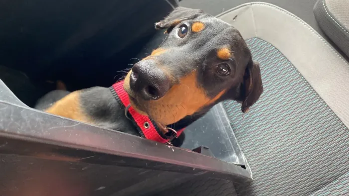 Filhote de doberman 