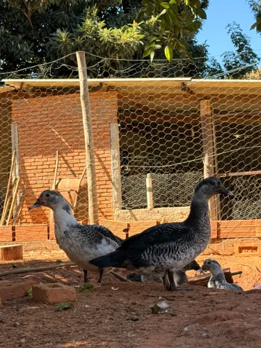 Pato - Aves