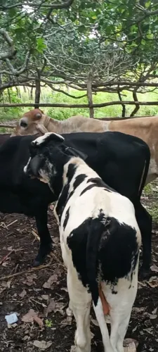 Animais 