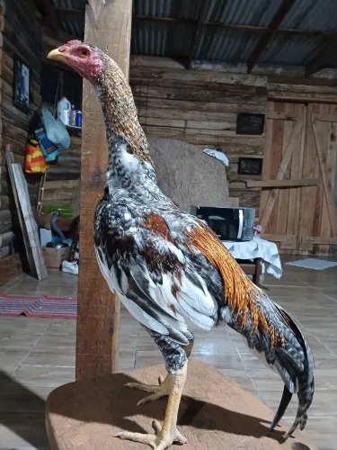 Frango Mura 