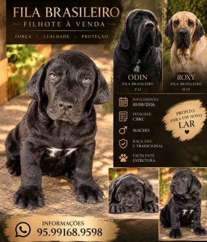 Filhote Macho Fila Brasileiro