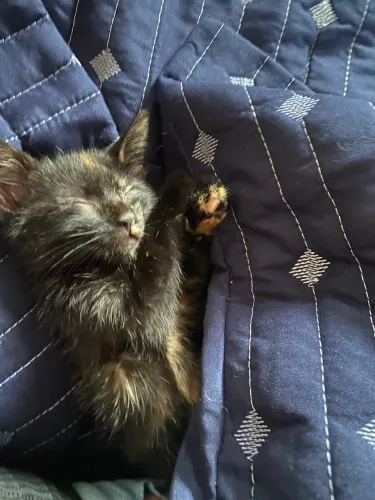 Gatinho lindo fêmea