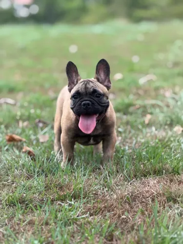 Buldogue Francês Micro Macho