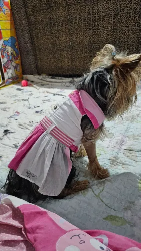 Roupa pet