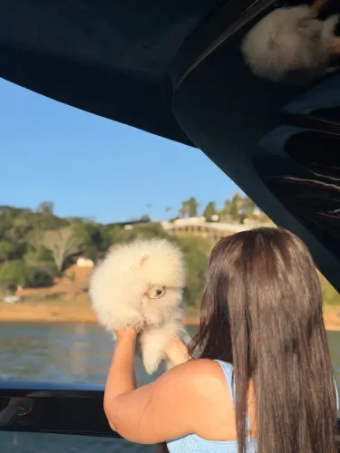 Lulu da pomerania