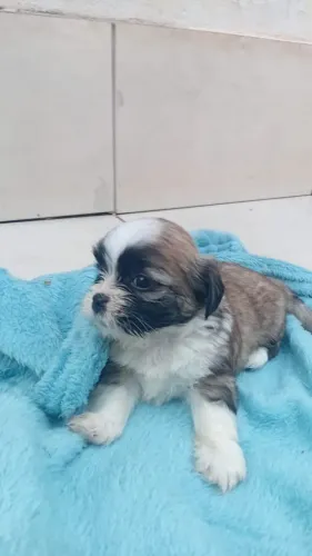 Shih tzu machinho