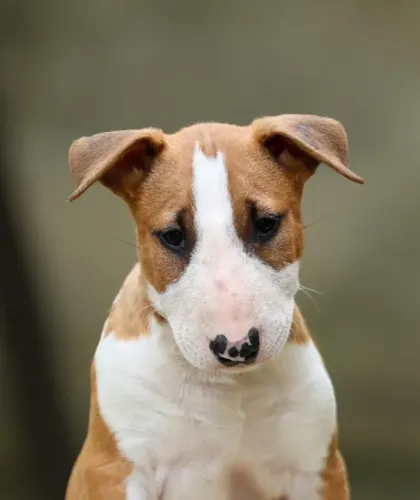Bull Terrier,Bull Terrier Filhote Estrutura Perfeita Disponível