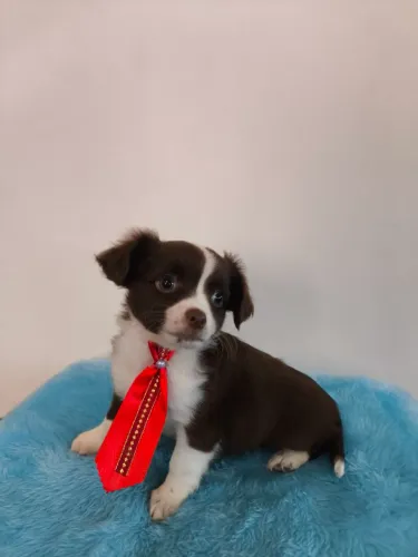 Chihuahua filhote macho chocolate