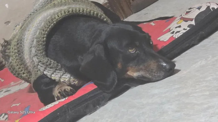 Dashund basset