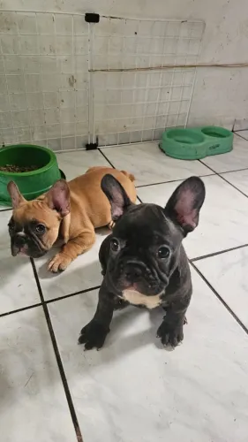 Filhote de Bulldog Francês