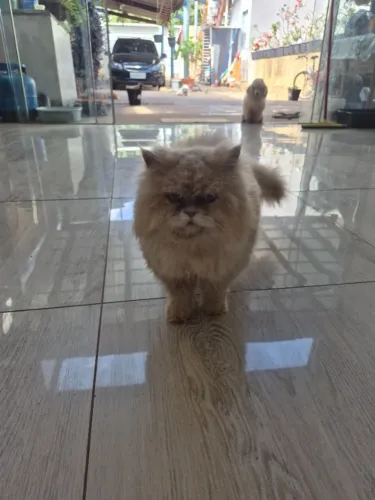 Venda animais