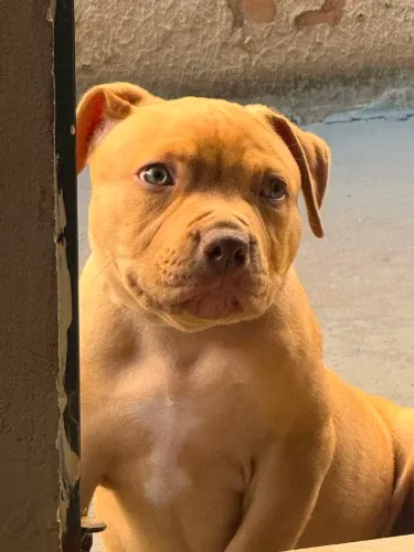 Pit monster 