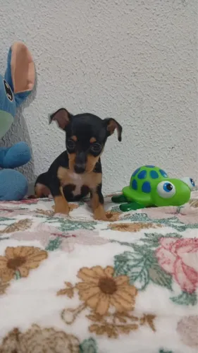 Filhote de mini Pinscher FÊMEA E MACHO DISPONÍVEL!!