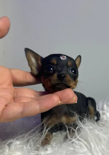Pinscher fêmea minúscula preta com canela