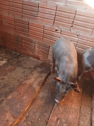 Duas leitoa media de 20kg cada