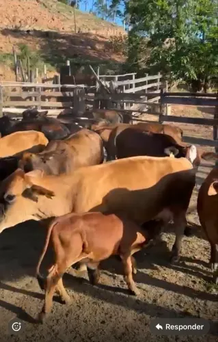 Vaca mini