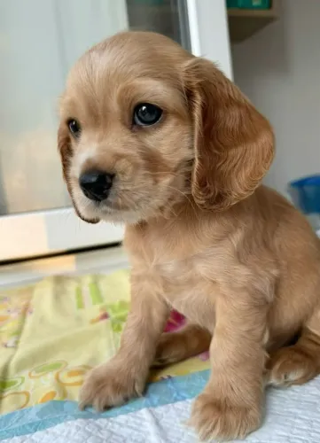 Cocker spaniel filhotes disponiveis