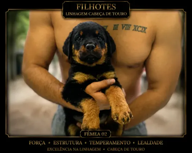 01 Filhote (fêmea) de Rottweiler Cabeça de Touro com 3 meses