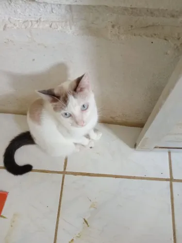 Gatinha pra Adoção 