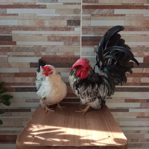 Casal de garnisé 