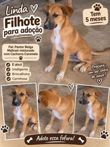 Filhote de pastor belga malinoir
