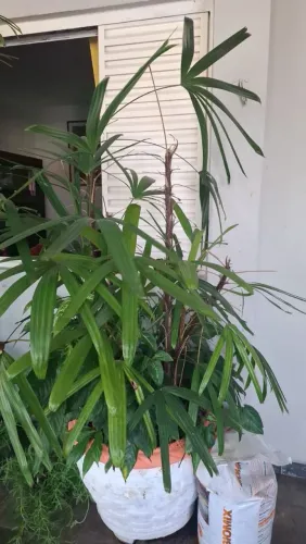 Palmeira Ráfis Grande Adulta com Vaso - Planta Ornamental<br>Descrição:
