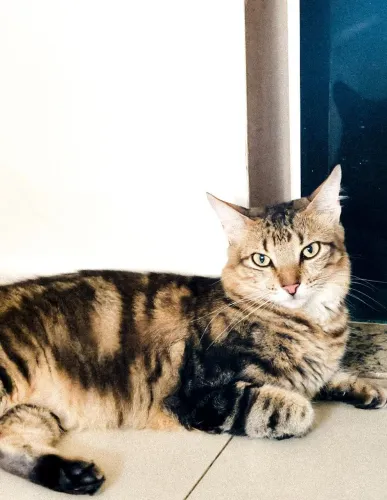 Gata para adoção - whandy