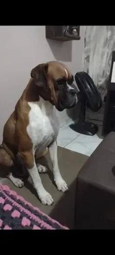 Filhote de boxer