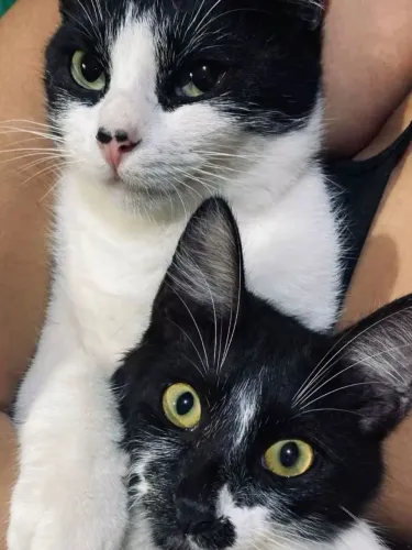 Estou doando esses dois gatinhos, mãe e filho. a mãe tem 1 ano e o filho 4 meses