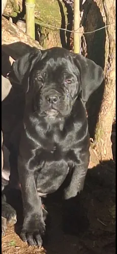 Cane corso! linda Fêmea 
