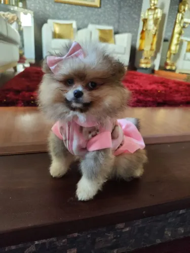 Lulu da Pomerânia