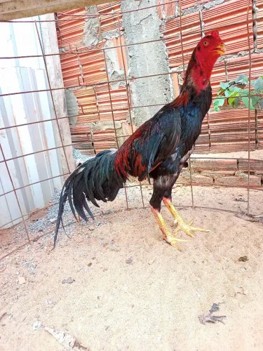 Vendo um frango indiano