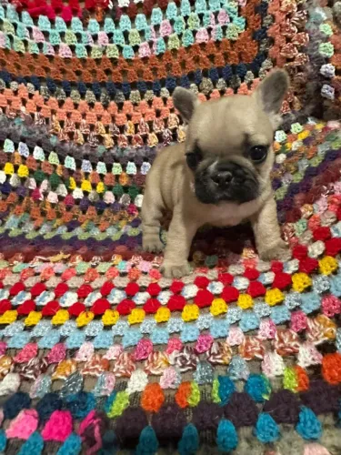 Filhote Fêmea Buldogue francês