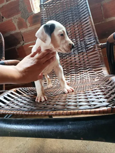 Vendo ou troco filhote de Pitbull
