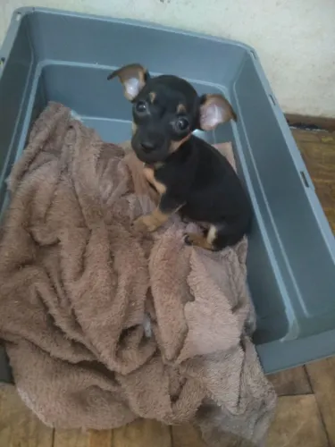 Vende-se dois cachorro pinscher número 0 no valor de r$ 1100