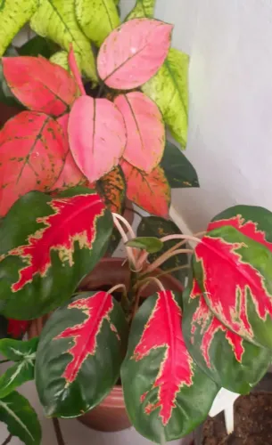 Aglaonemas Raras