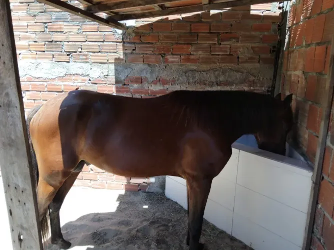Vendo Cavalo! (Disponível para venda)