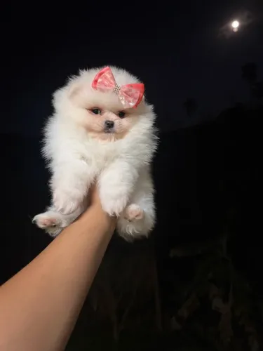 Lulu da pomerania de alto padrão