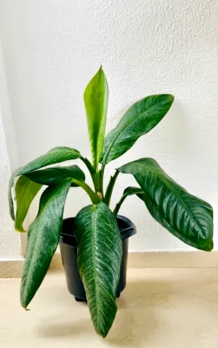 Vendo Plantas Comigo Ninguém Pode