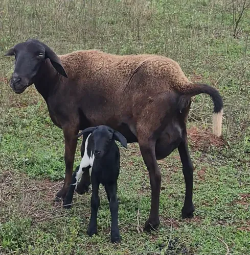 Vendo 2 carnera 1 parida de femea 1 chegadinha pra cria e 1 bodinho macho ja pra servi