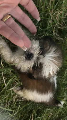 Shitzu 